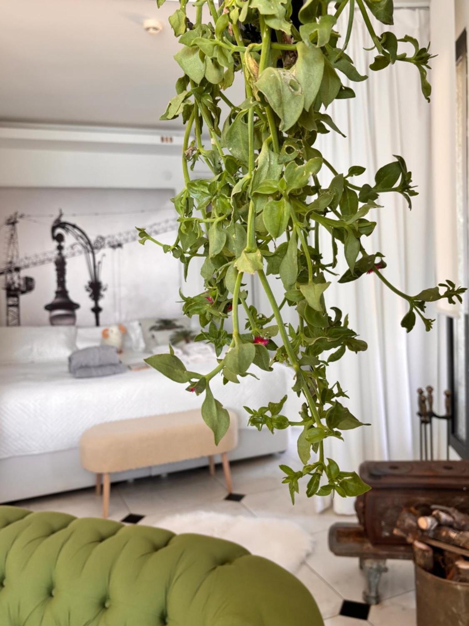 Sato Design Hotel (Adults Only) Чешме Номер фото